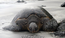 Hawaii. This was taken on the big island of Hawaii. It wa... by Juliana Mcnulty 